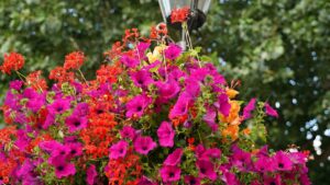 Village Hanging Baskets Planting