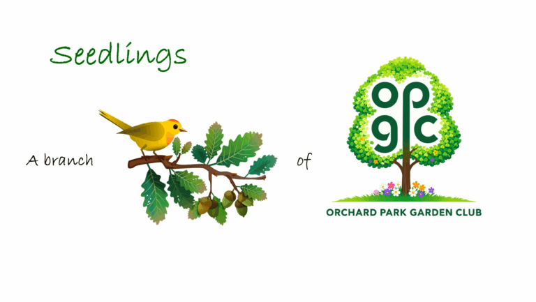 Evening Group Seedlings