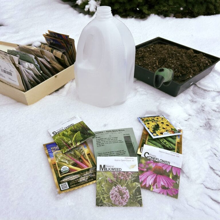 Winter sowing seeds in milk jugs