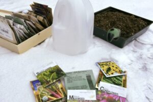 Better Late Than Never: Winter Sowing in Spring