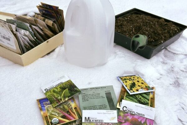 Winter sowing seeds in milk jugs