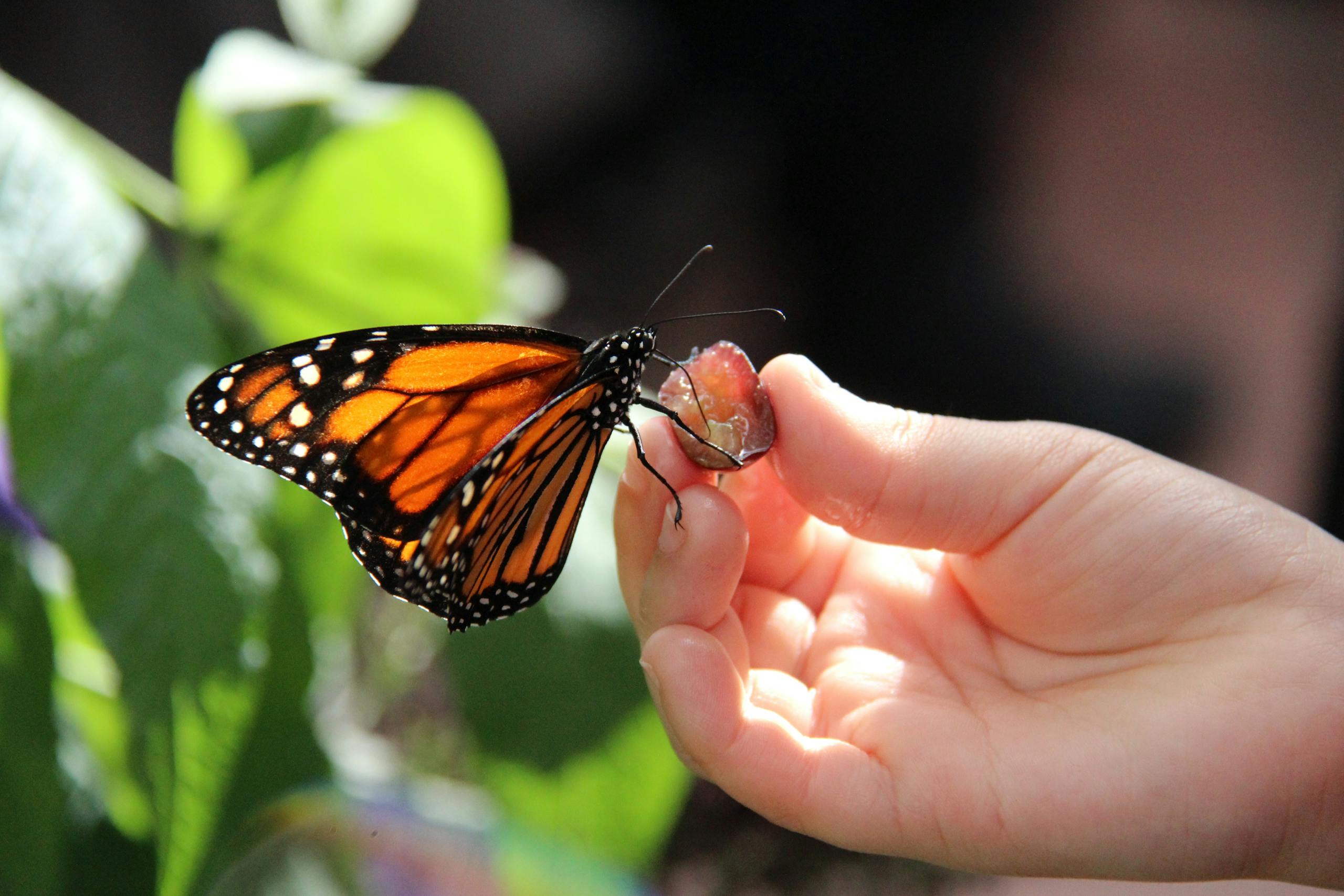 A monarch butterfly feeding on fruit held by a child's hand.