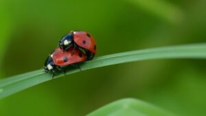 General Meeting & Presentation: Sex in the Garden