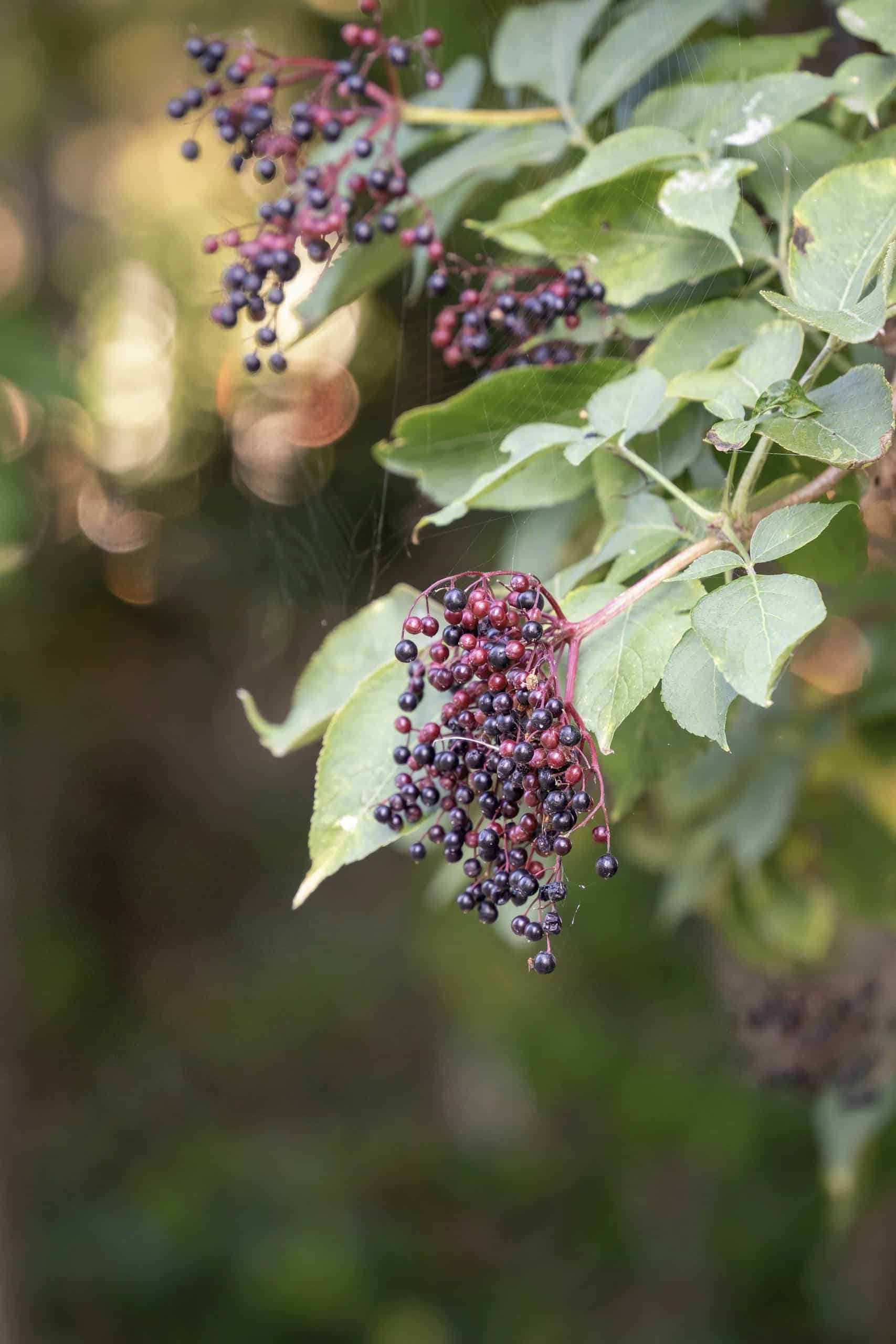 Elderberry plant in bloom