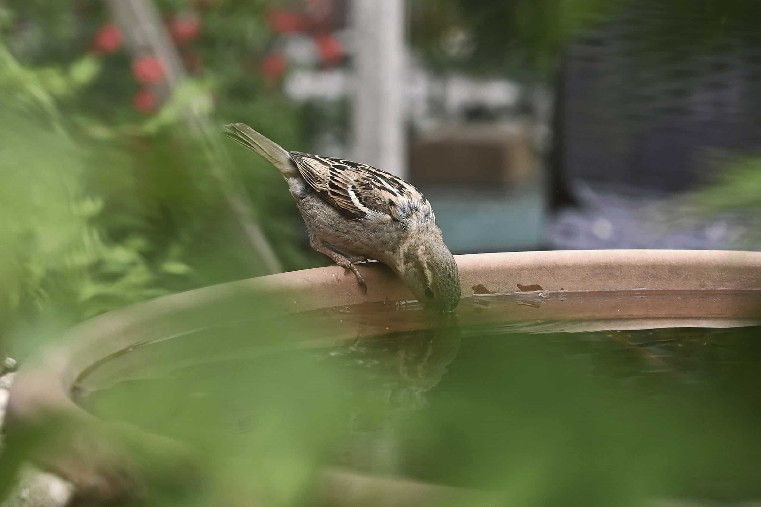 Bird drinking from a shallow water dish