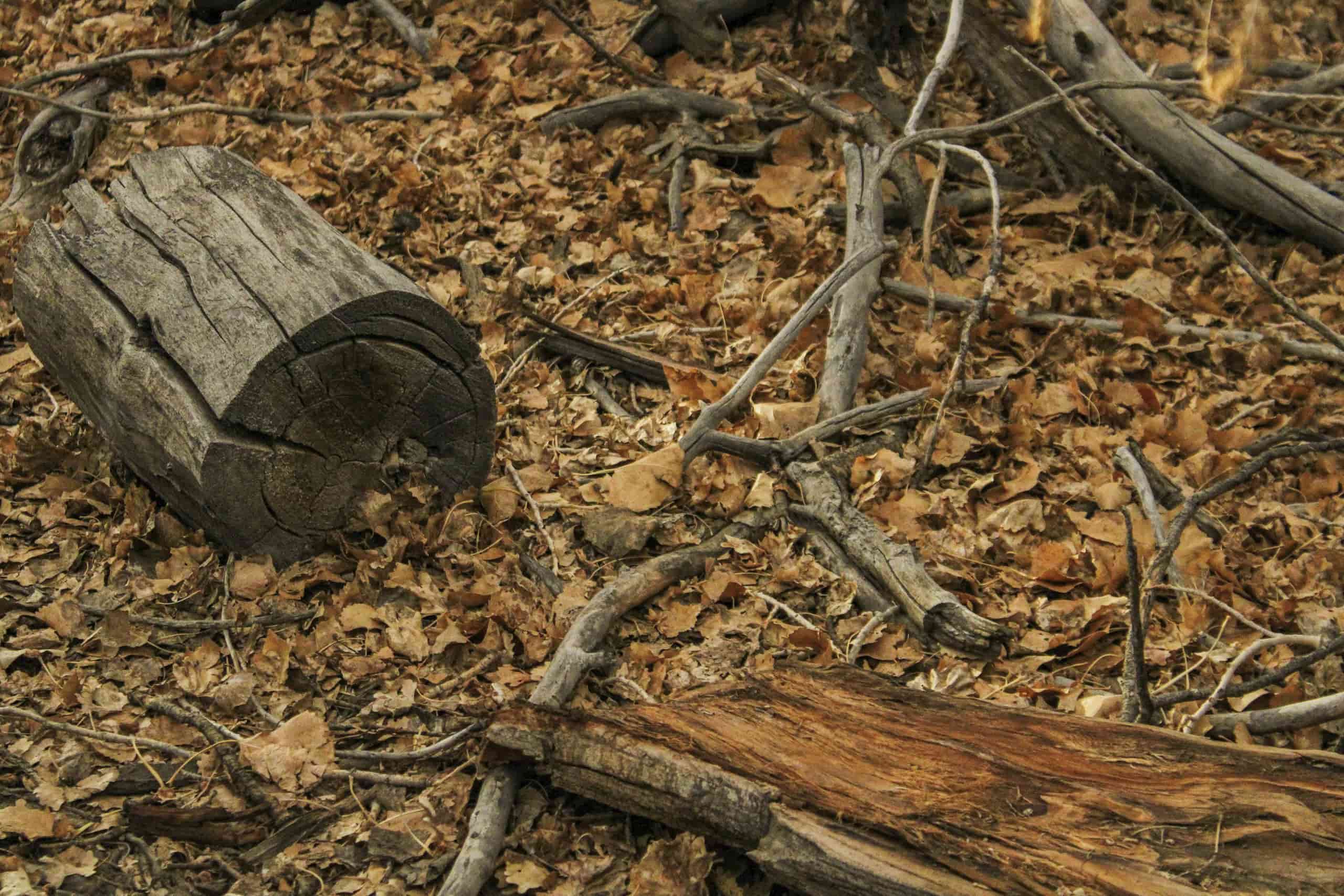 A tree snag providing native bee nesting habitat