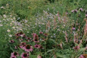 Bringing Nature to Your Backyard