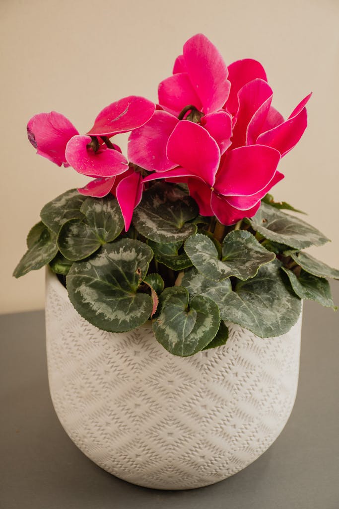 cyclamen periscum