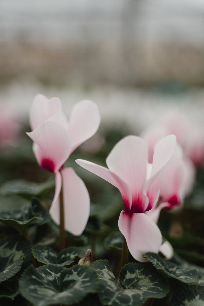 cyclamen periscum