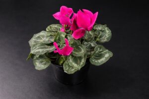 Plant of the Month: Cyclamen persicum