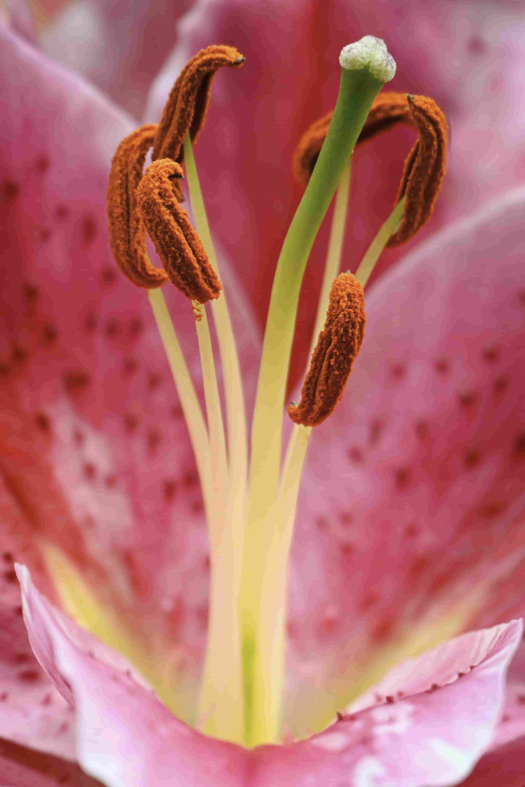 Close-up of flower showing pistil and stamen