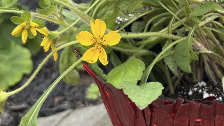 Plant of the Month: Golden Star