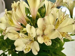 Plant of the Month: Peruvian Lily (Alstroemeria)