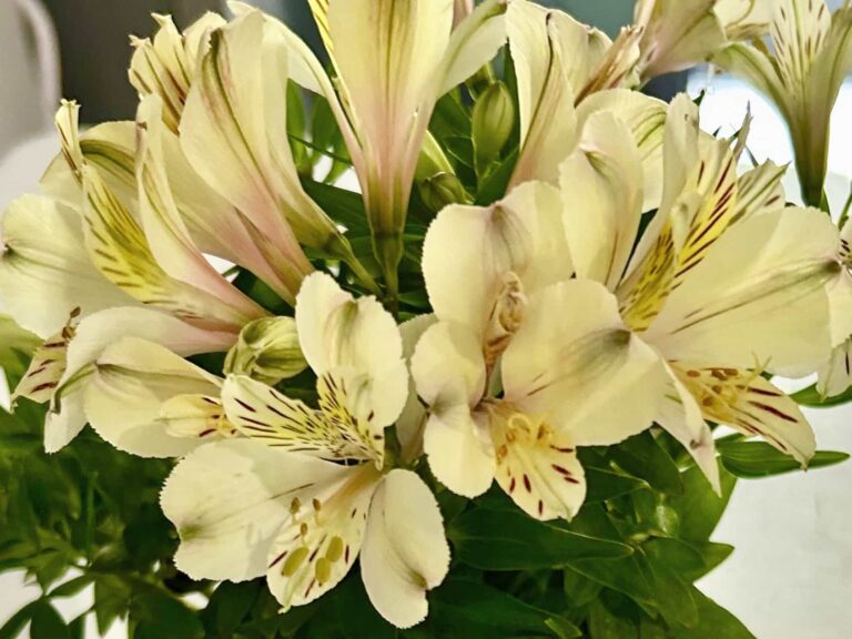 Plant of the Month: Peruvian Lily (Alstroemeria)