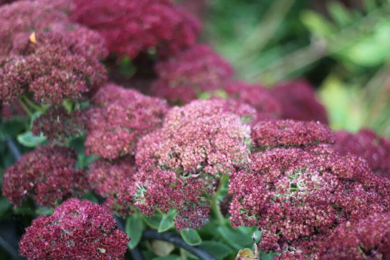 Plant of the Month: Autumn Joy Stonecrop (Hylotelephium)