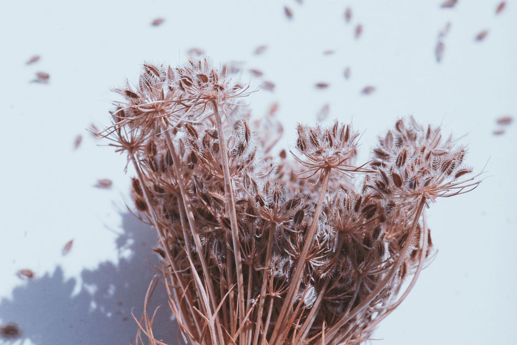 Close-up of dried Queen Anne's lace with seeds against a light backdrop, emphasizing delicate textures.
