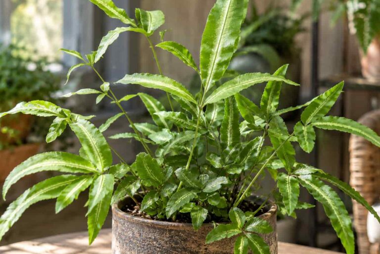 Plant of the Month: Ribbon Fern (Pteris cretica)