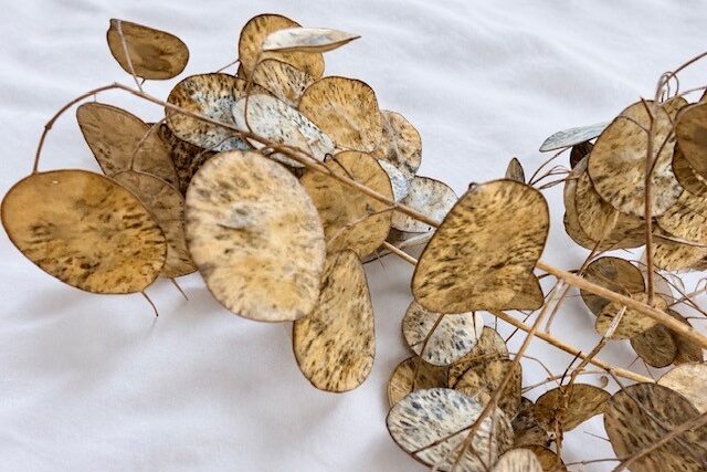 Seed Collecting: Next Year’s Garden Is Already Out There