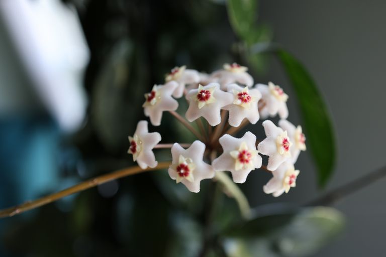 Plant of the Month: Hoya