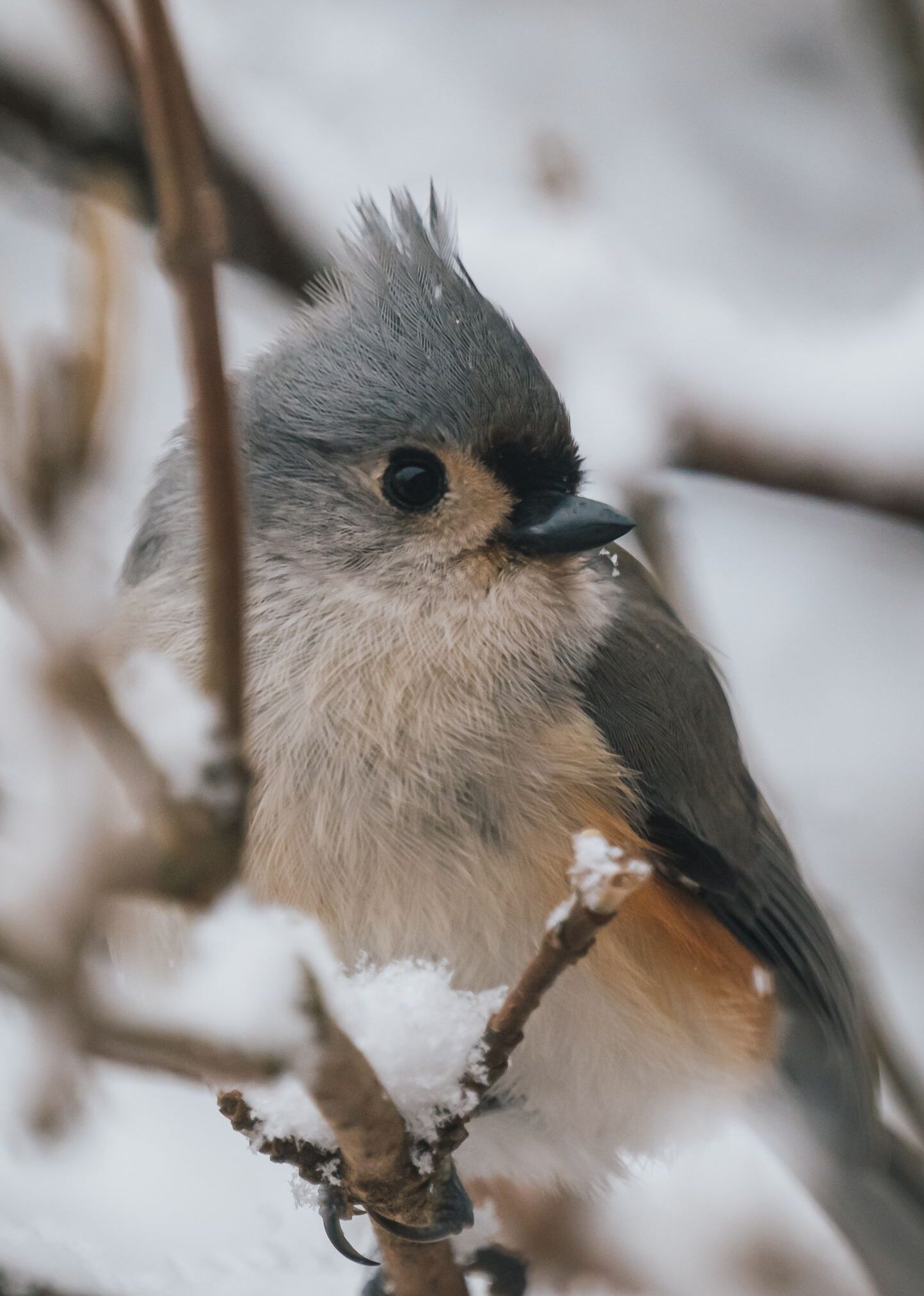 Tufted titmouse perched on a snowy branch