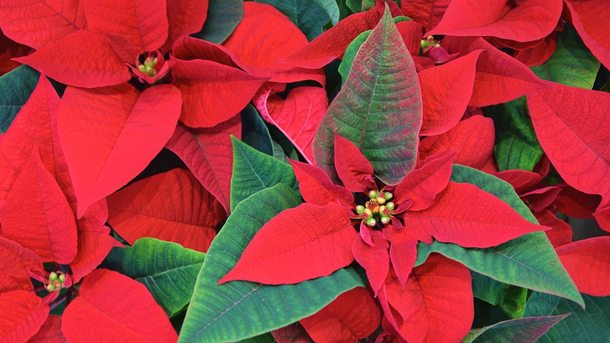 Close-up view of vibrant red poinsettia flowers, perfect for holiday decor.
