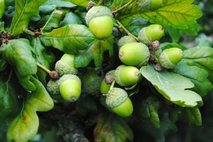 When the Oaks Go Wild: The Mystery of a Mast Year